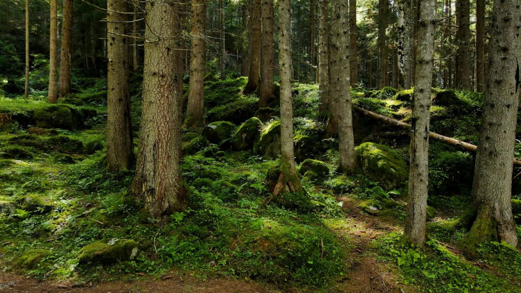 bagno di foresta forest bathing