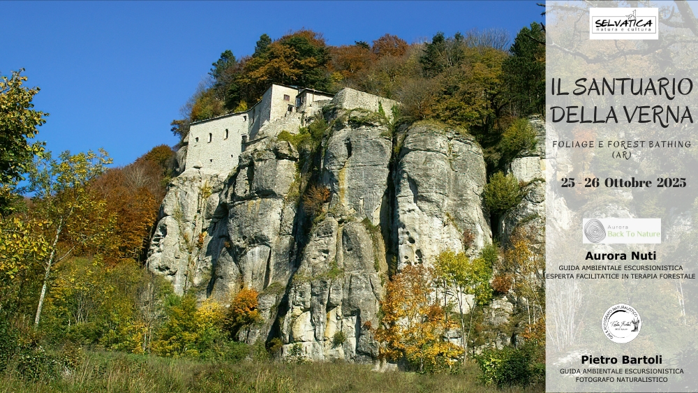 escursione-santuario-della-verna-foliage-forest-bathing-arezzo-toscana-25-26-ottobre-2025