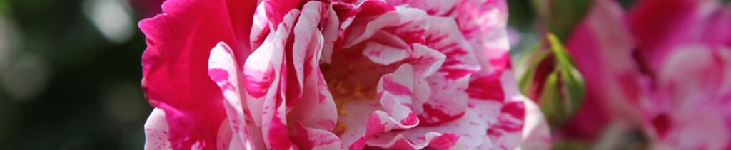 perugia-flower-show-2025
