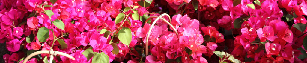 firenze flower show