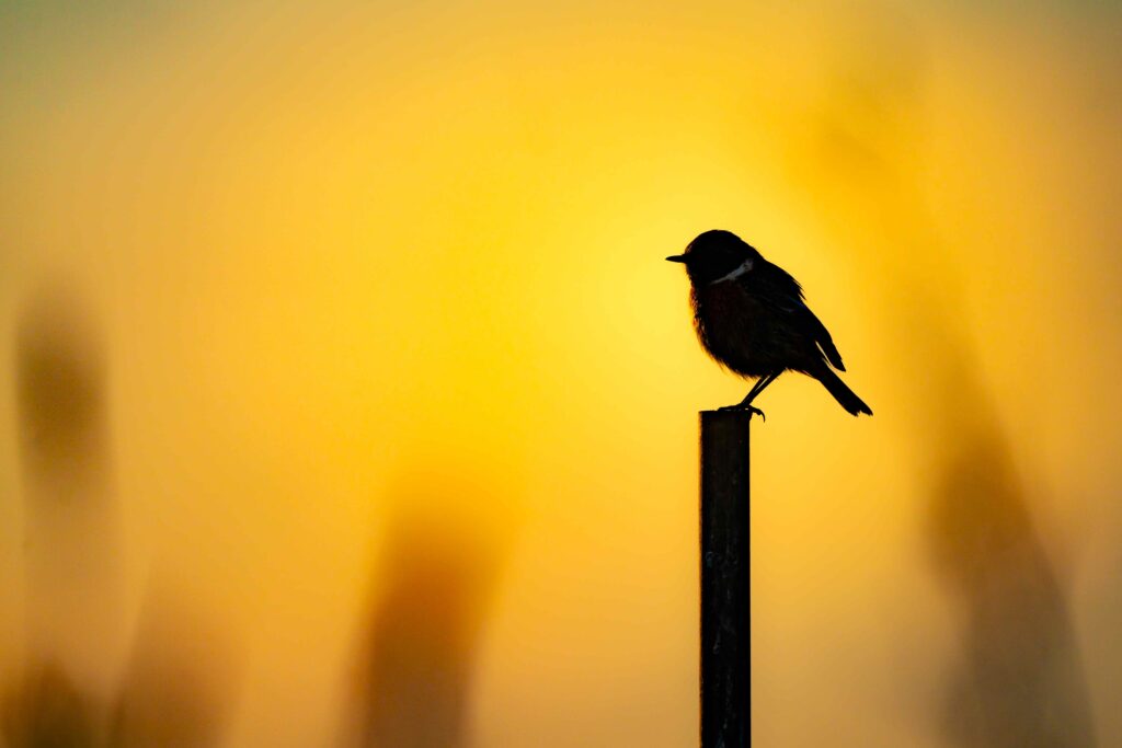 corso-di-birdwatching-abruzzo-ottobre-2025
