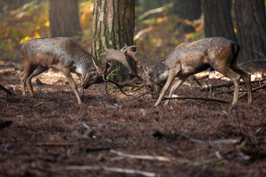 il-bramito-del-daino-osservazione-naturalistica-ottobre