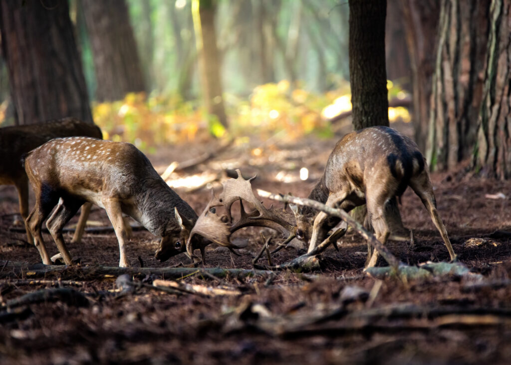 il-bramito-del-daino-workshop-fotografia