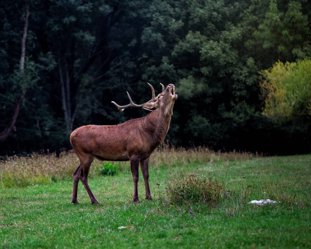 osservazione-bramito-del-cervo-parco-d-abbruzzo-settembre-2025