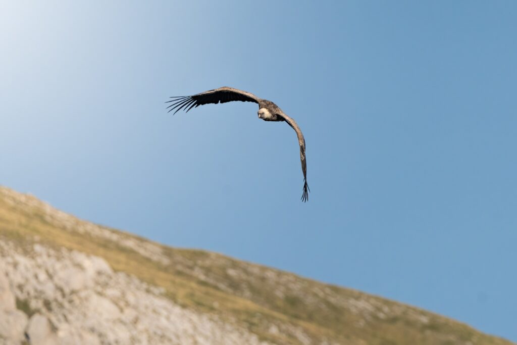 osservazione-grifoni-birdwatching-abbruzzo-l-aquila-rosciolo-dei-marsi