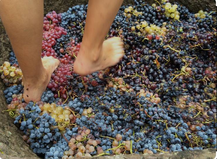 vendemmia-picnic-radura