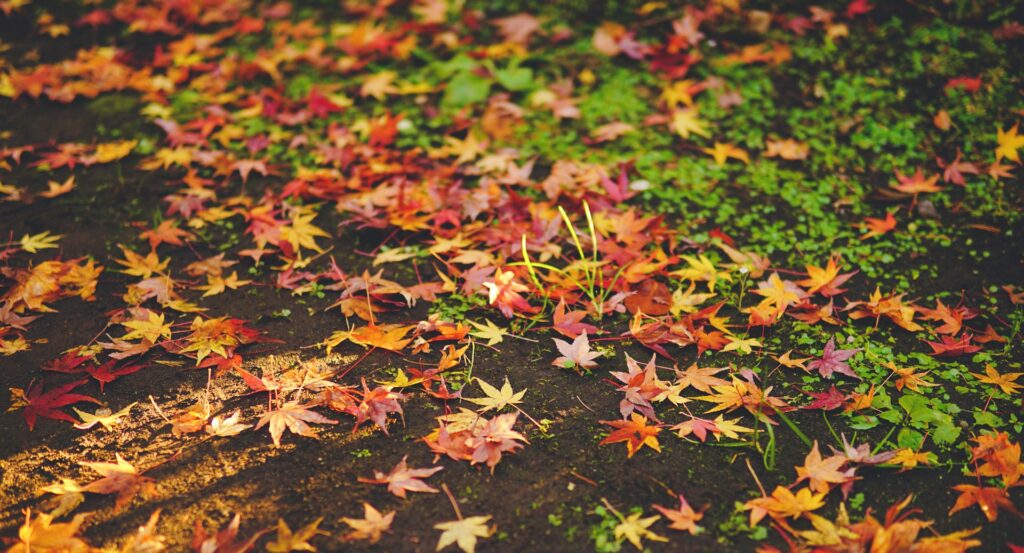 foliage autunno italia