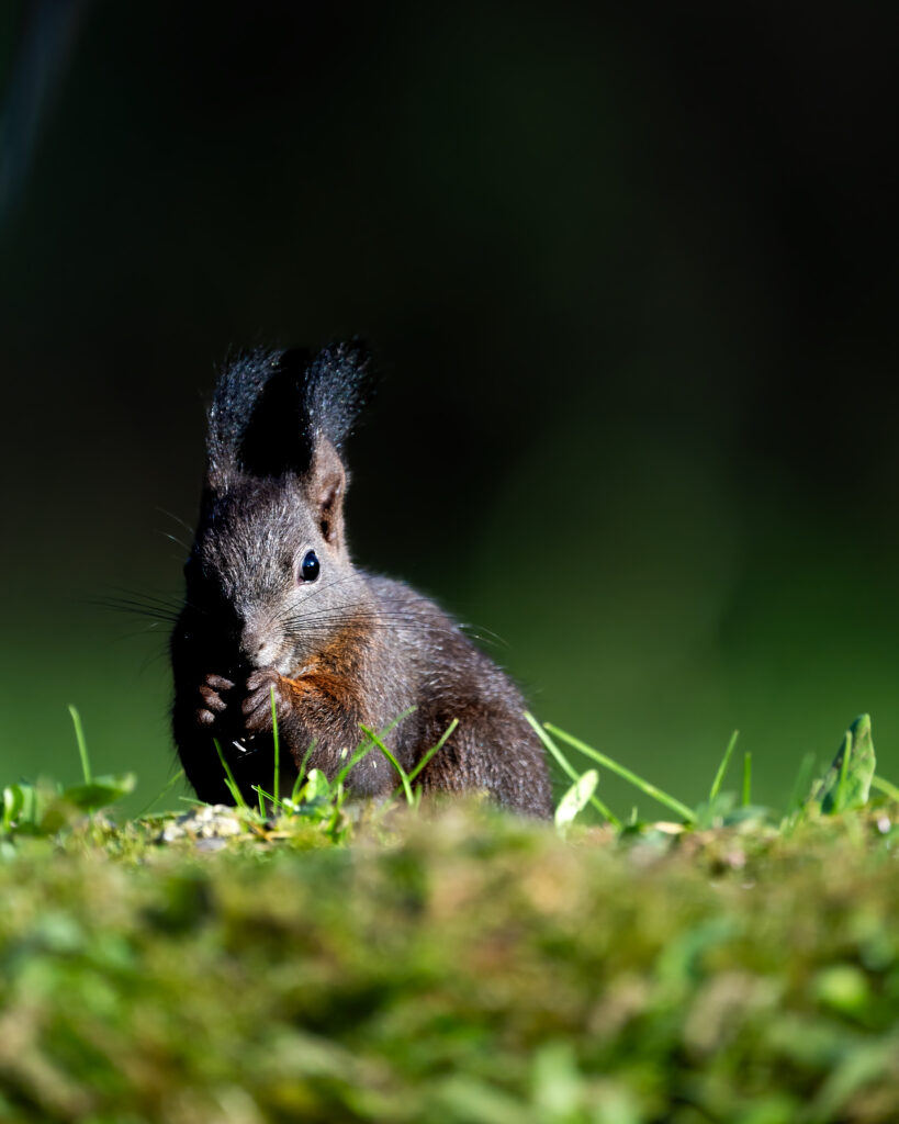 corso fotografia naturalistica