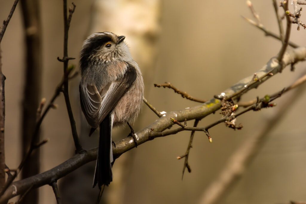 Ecco a te la scheda dell'esperienza: https://findtheslow.com/esperienze/corso-di-fotografia-naturalistica-etica/ Se c'è qualcosa da modificare e/o aggiungere, scrivimi pure :) Un caro saluto, Flavia