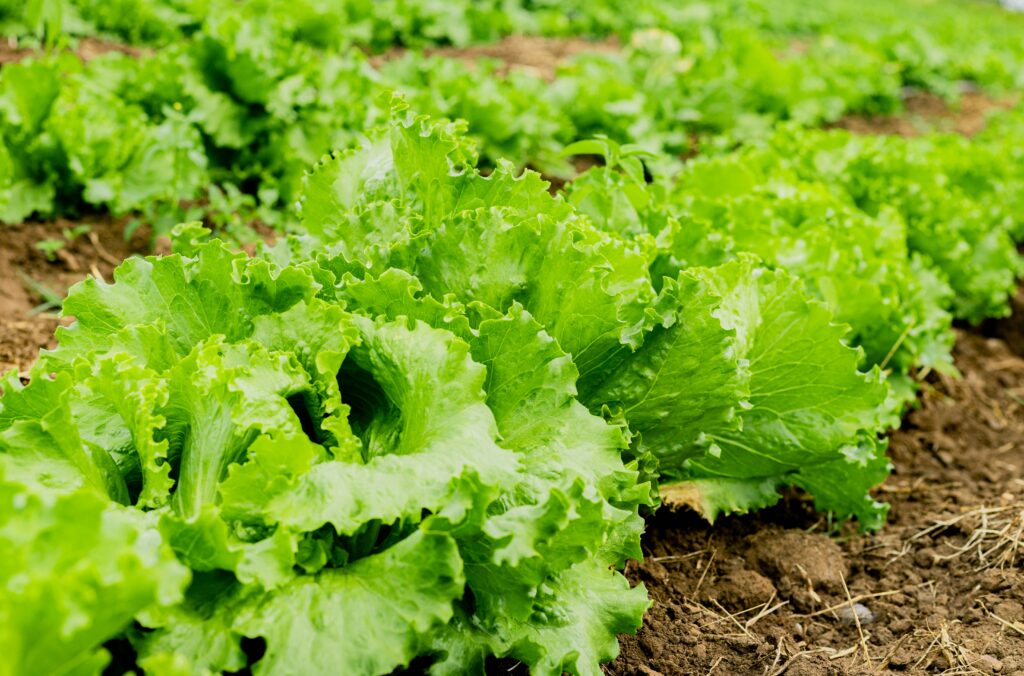 corso-permacultura-marche-novembre-2025