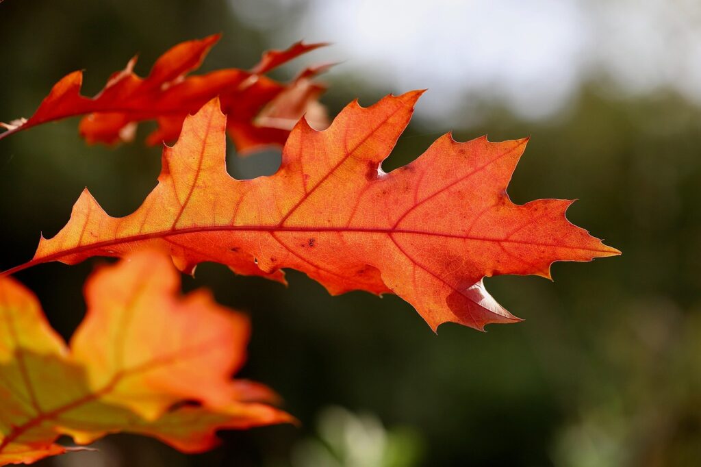 corso plantwatching piante