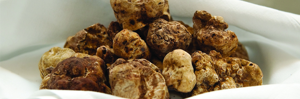 tartufo-fiere-tartufo-acqualagna-marche