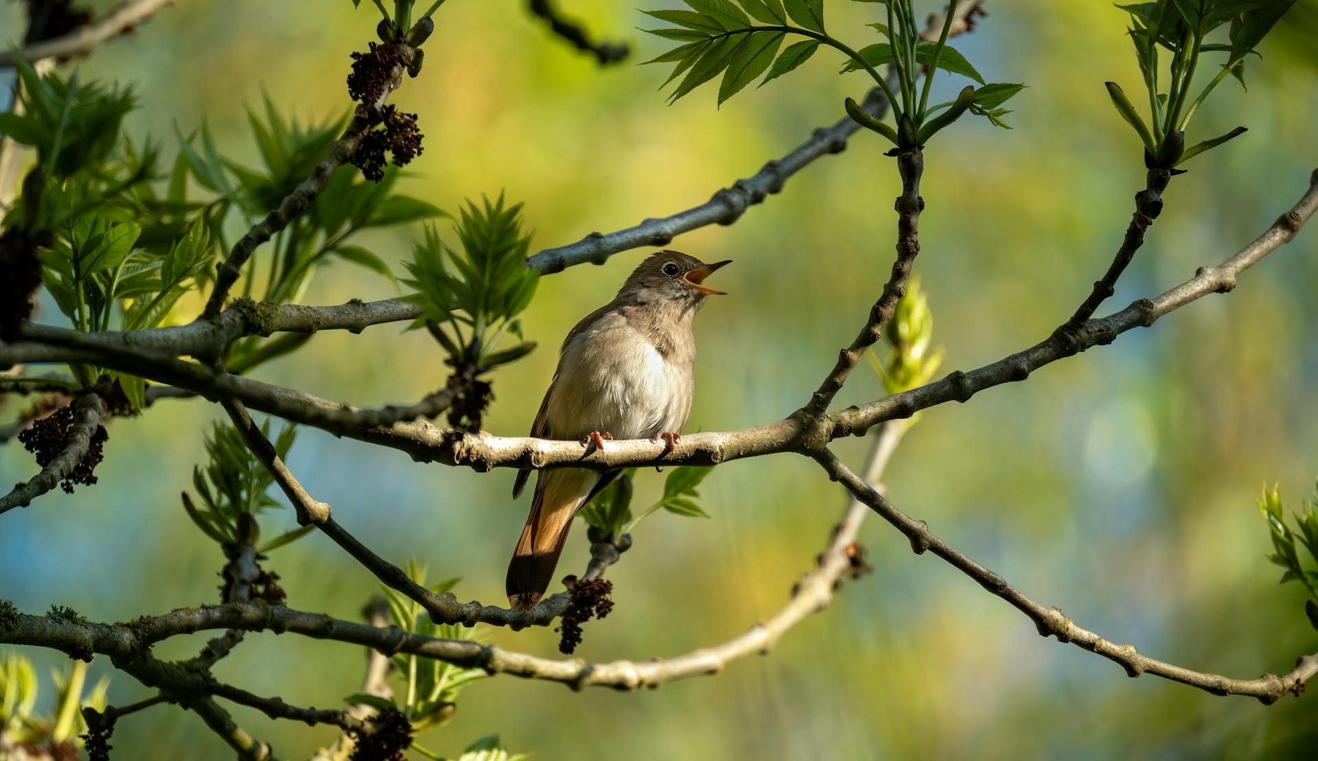 suoni-della-natura-benefici