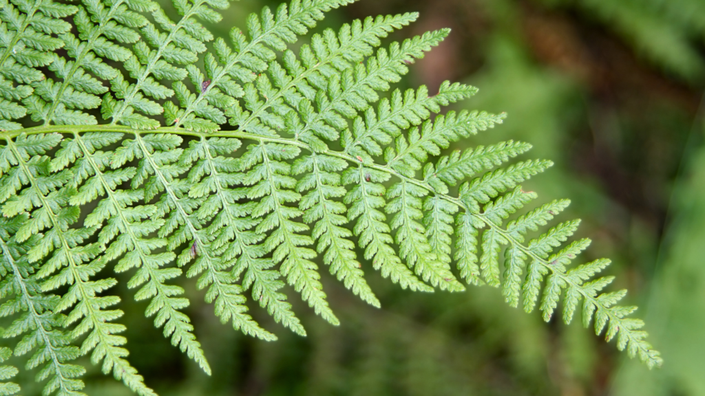 frattali natura benefici