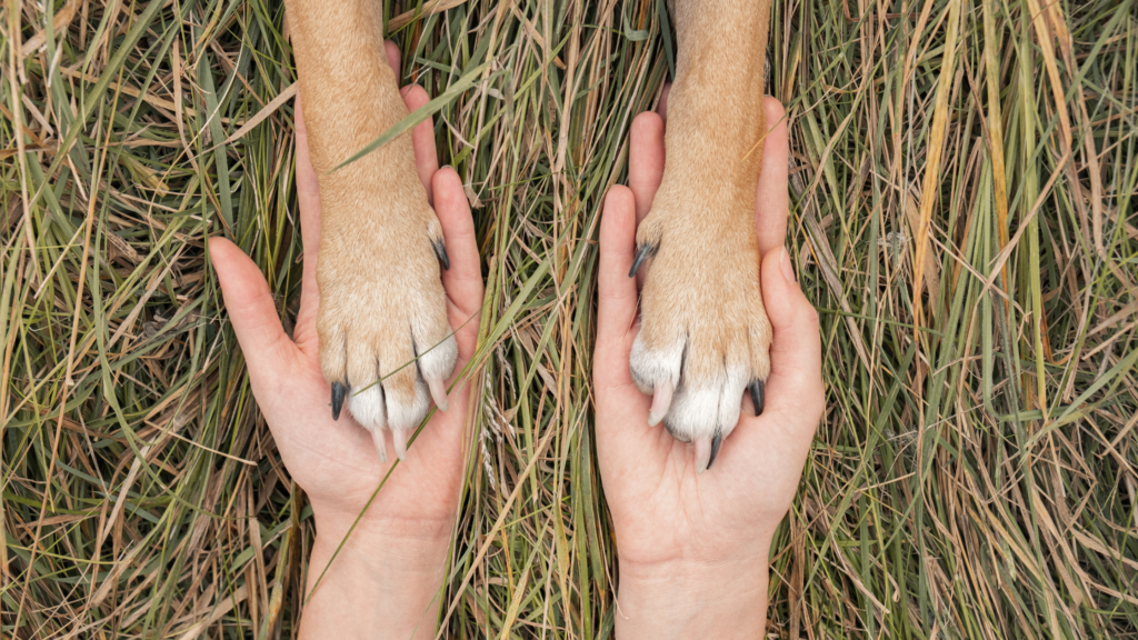 uomo-animali-coregolazione-slow-living