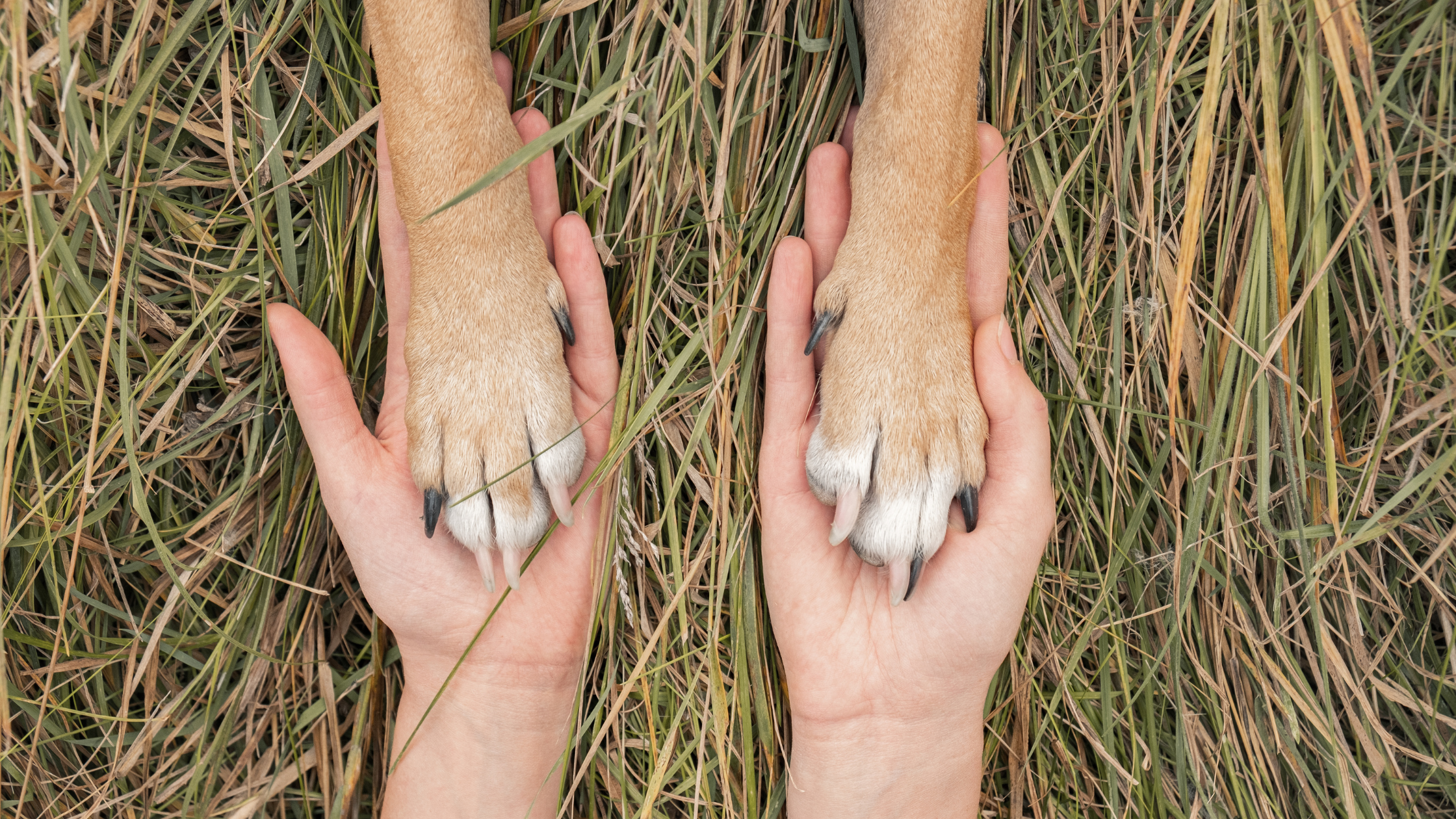 uomo-animali-coregolazione-slow-living