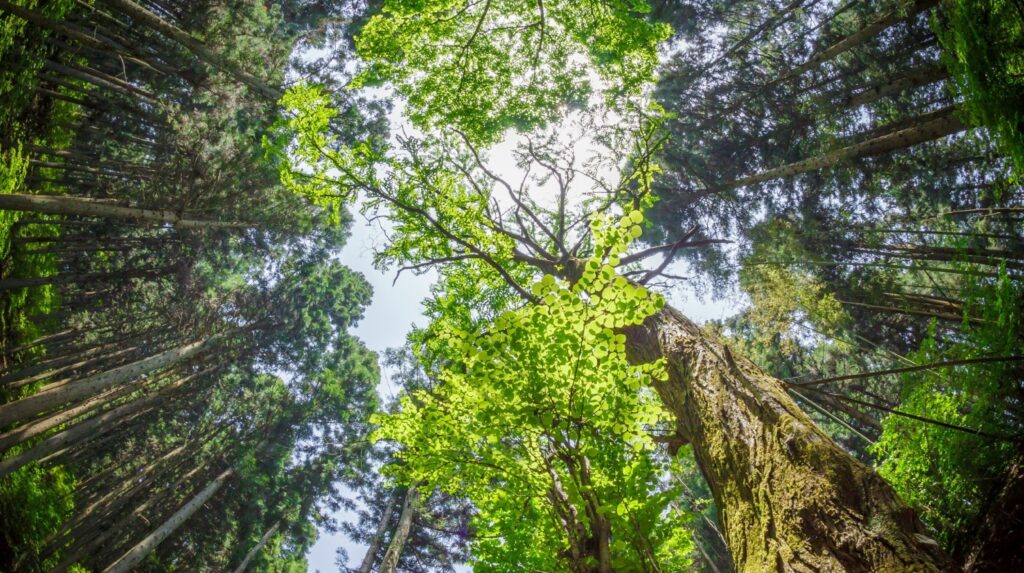 giornata-forest-bathing-scrittura-creativa-parco-sempione-milano