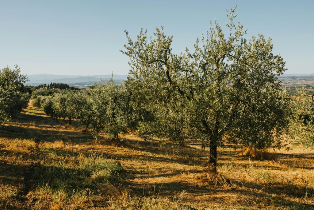 retreat yoga natura ulivi