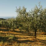 retreat yoga natura ulivi