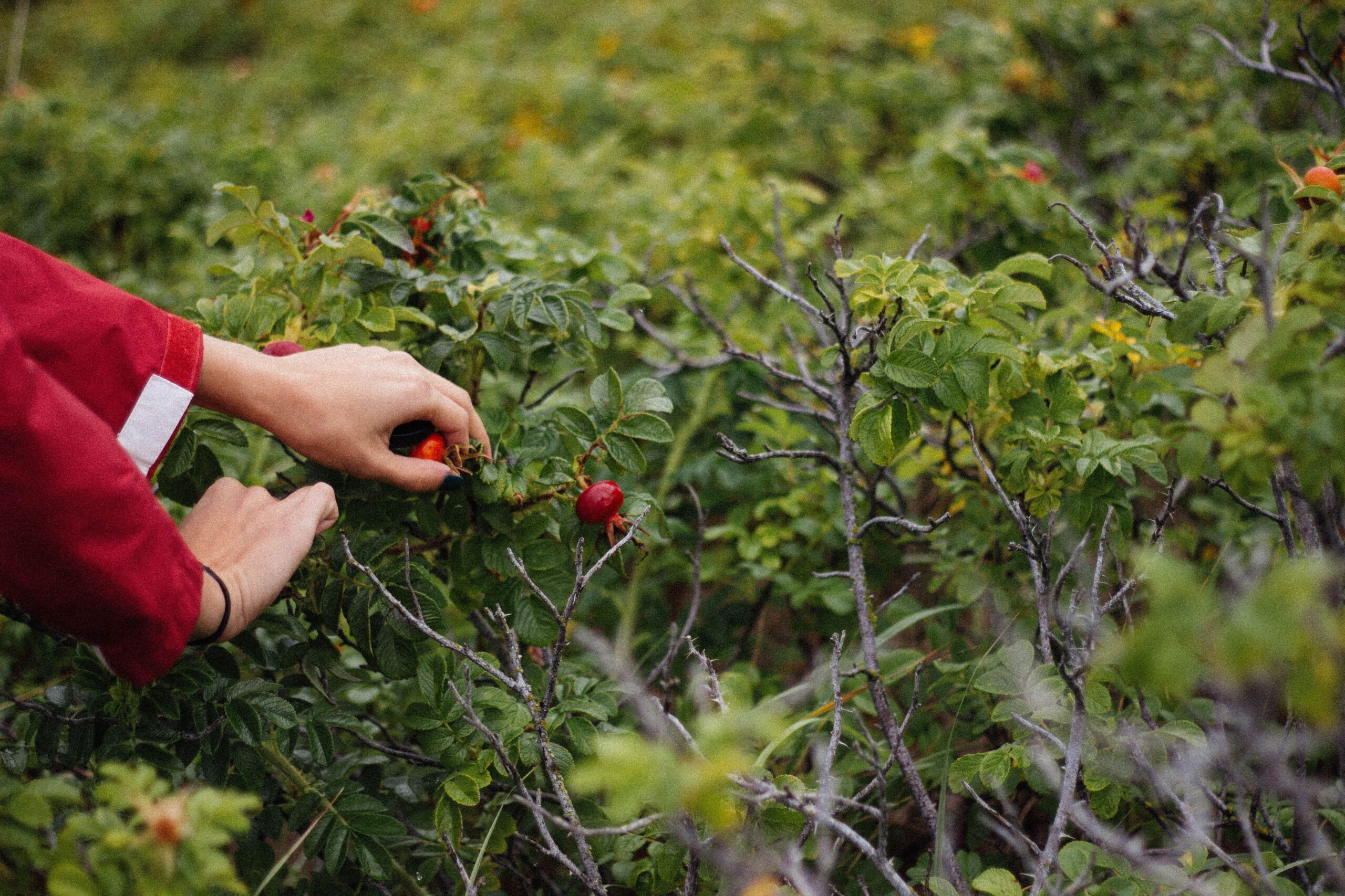 foraging-raccolta-erbe