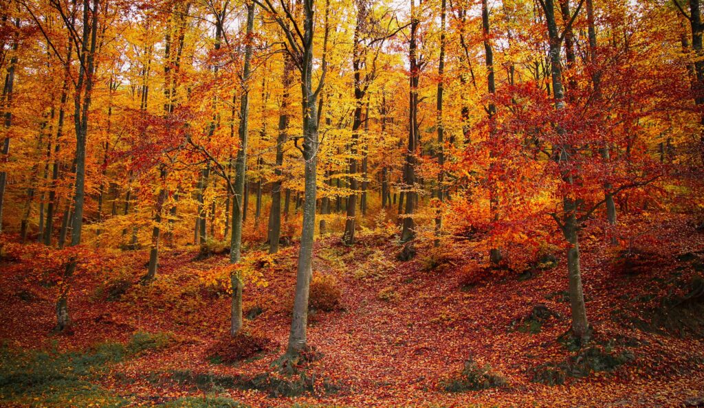 foliage-leef-peeping-italia
