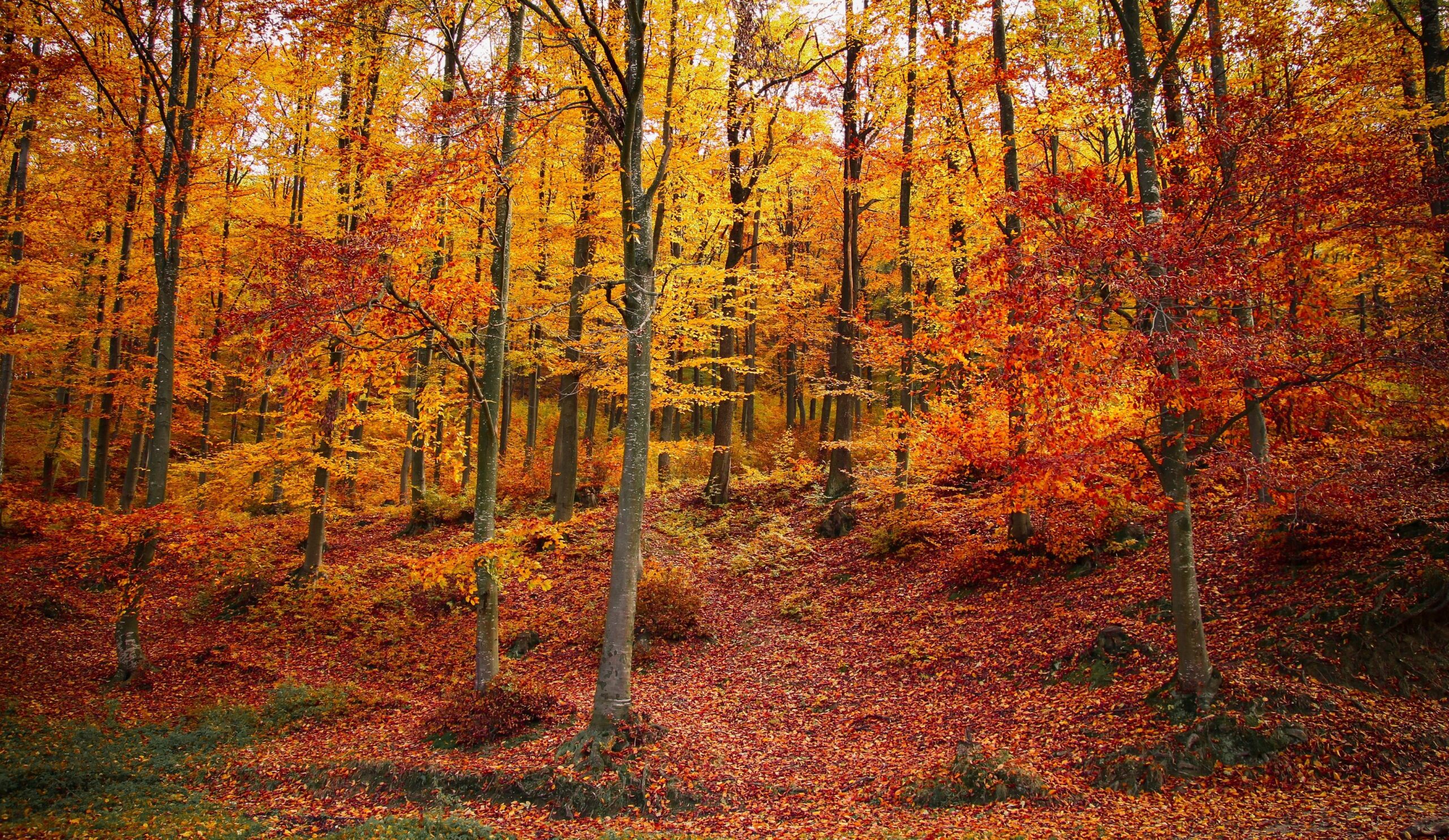 foliage-leef-peeping-italia